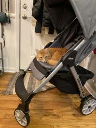 Lost Male Cat last seen Barack Community Center, Columbus, OH 43207