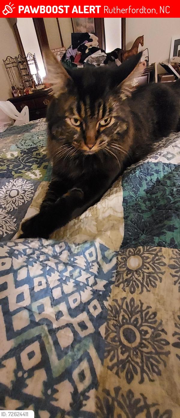 Lost Male Cat last seen Poors Ford Rd and Chesnee Rd, Rutherfordton, NC 28139