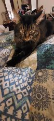 Lost Male Cat last seen Poors Ford Rd and Chesnee Rd, Rutherfordton, NC 28139