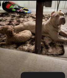 Lost Female Dog last seen Rosaryville Rd , Rosaryville, MD 20772