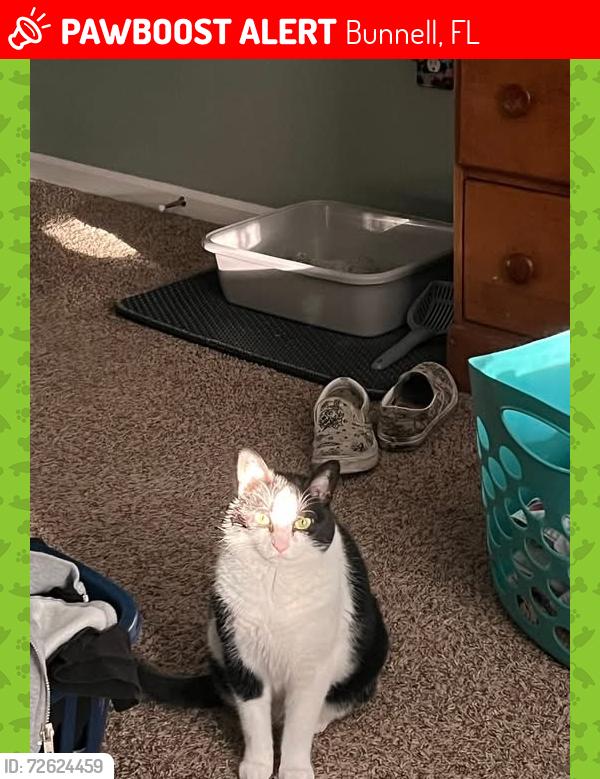 Lost Female Cat last seen Near fairway ct, Bunnell, FL 32110