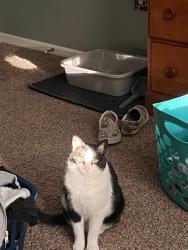 Lost Female Cat last seen Near fairway ct, Bunnell, FL 32110