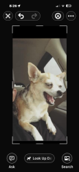 Lost Female Dog last seen North Foster @jackson street, Baton Rouge, LA 70805