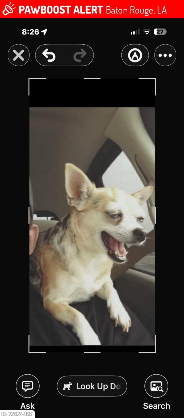 Lost Female Dog last seen North Foster @jackson street, Baton Rouge, LA 70805