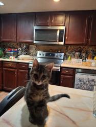Lost Female Cat last seen Jefferson and alameda, Albuquerque, NM 87113