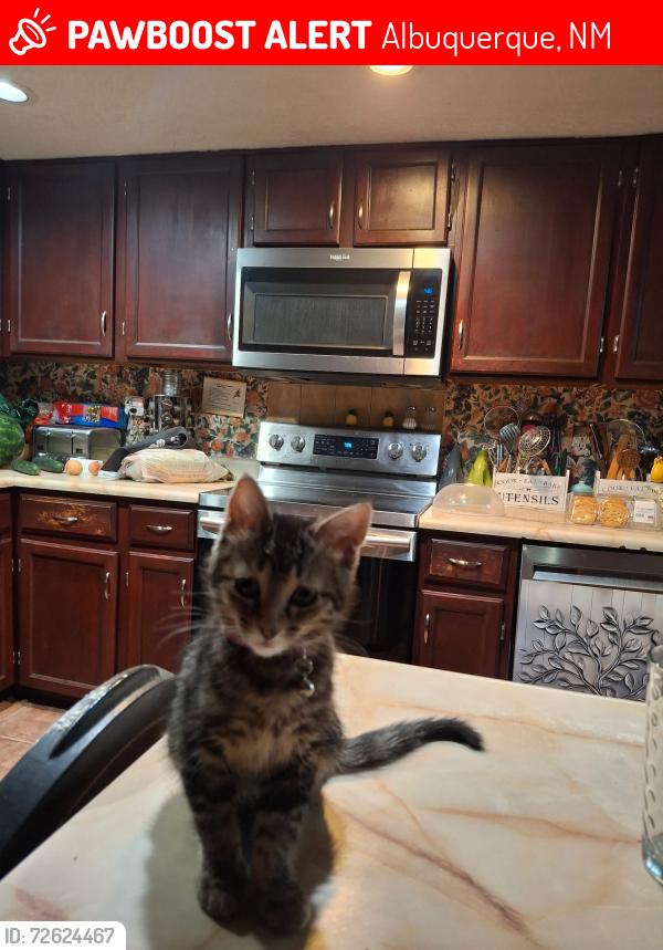 Lost Female Cat last seen Jefferson and alameda, Albuquerque, NM 87113