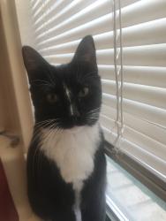 Lost Male Cat last seen Mission, Odessa, TX 79765