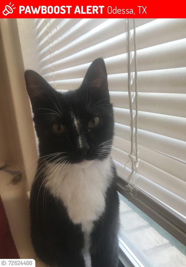 Lost Male Cat last seen Mission, Odessa, TX 79765