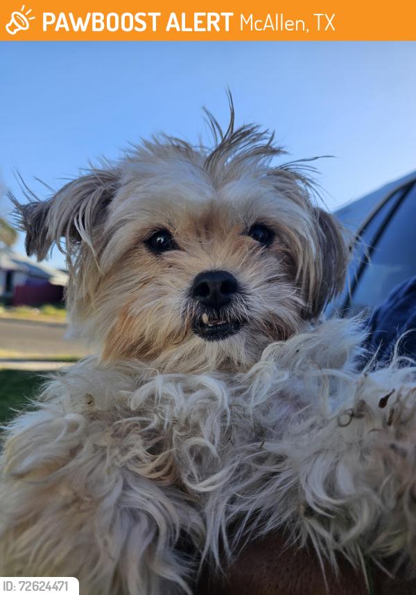 Found/Stray Female Dog last seen Toucan ave, McAllen, TX 78504