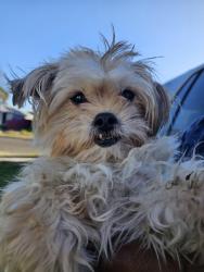 Found/Stray Female Dog last seen Toucan ave, McAllen, TX 78504