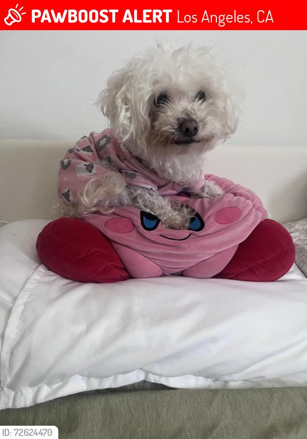 Lost Female Dog last seen San Pedro & 99th, Los Angeles, CA 90003