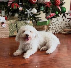 Lost Male Dog last seen Washington Park , Phoenix, AZ 85015