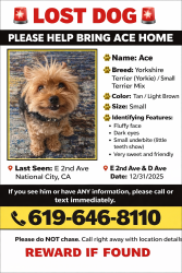 Lost Male Dog last seen DST , National City, CA 91950