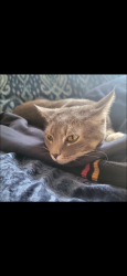Lost Male Cat last seen Ridge drive, Pueblo, CO 81008