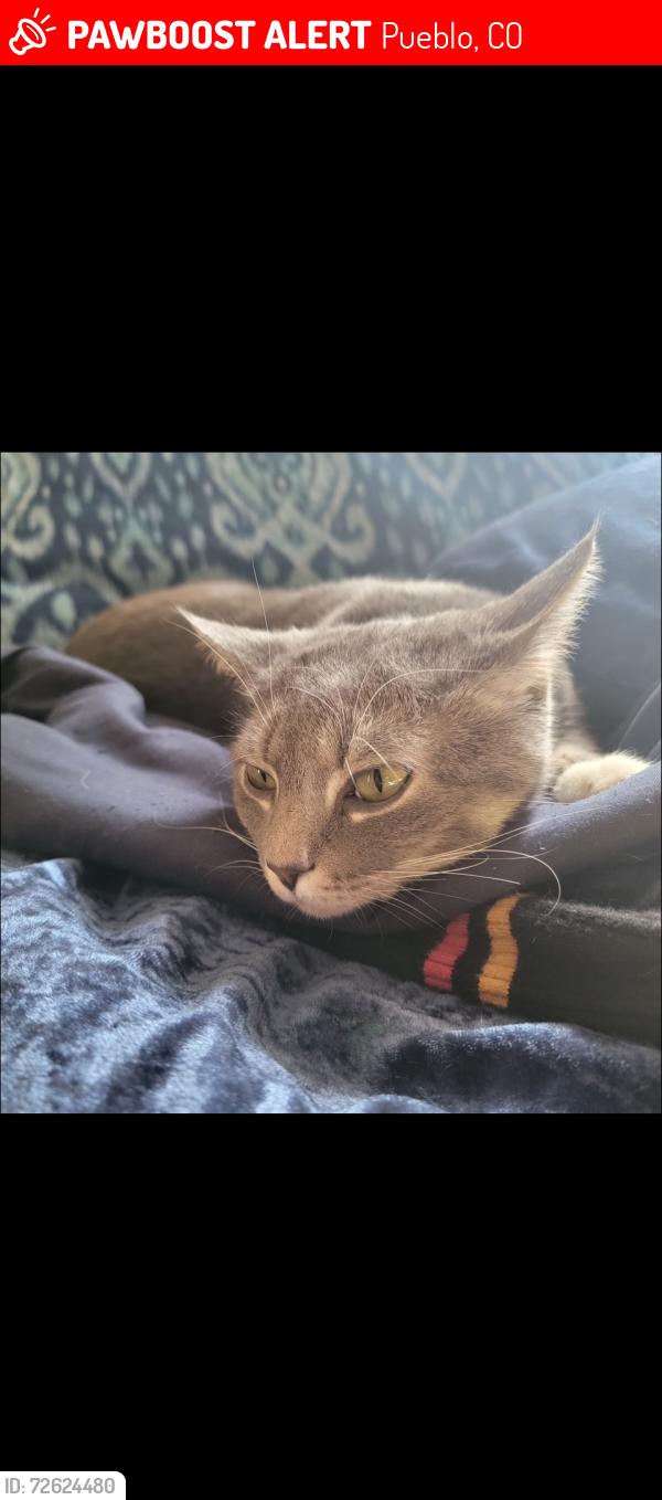 Lost Male Cat last seen Ridge drive, Pueblo, CO 81008