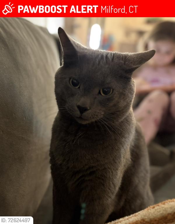 Lost Male Cat last seen Watrous Lane, Milford, CT 06460