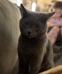 Lost Male Cat last seen Watrous Lane, Milford, CT 06460