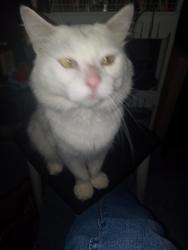 Lost Male Cat last seen 15th ruskin, Ruskin, FL 33570