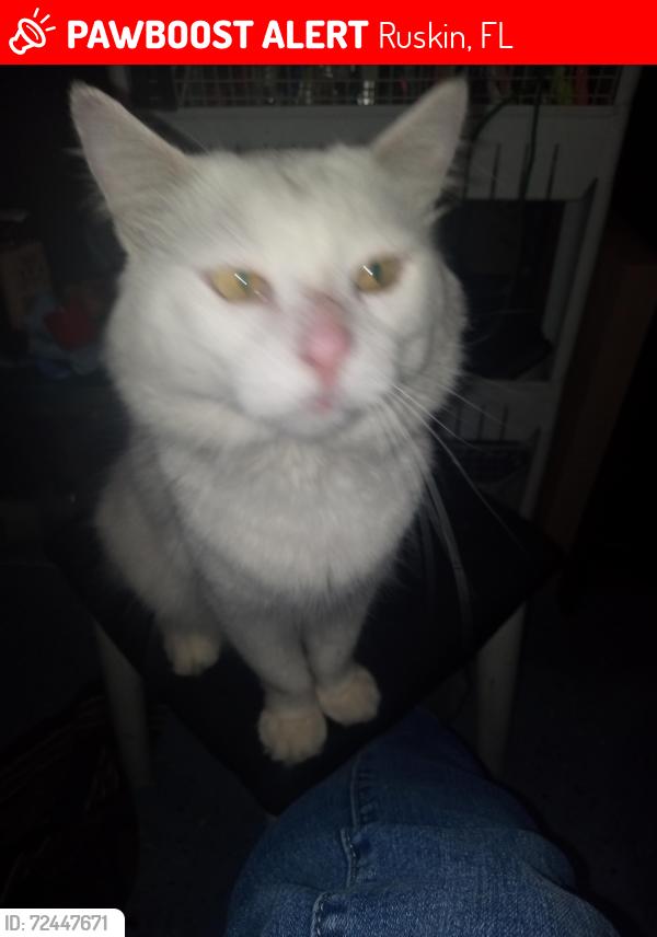 Lost Male Cat last seen 15th ruskin, Ruskin, FL 33570
