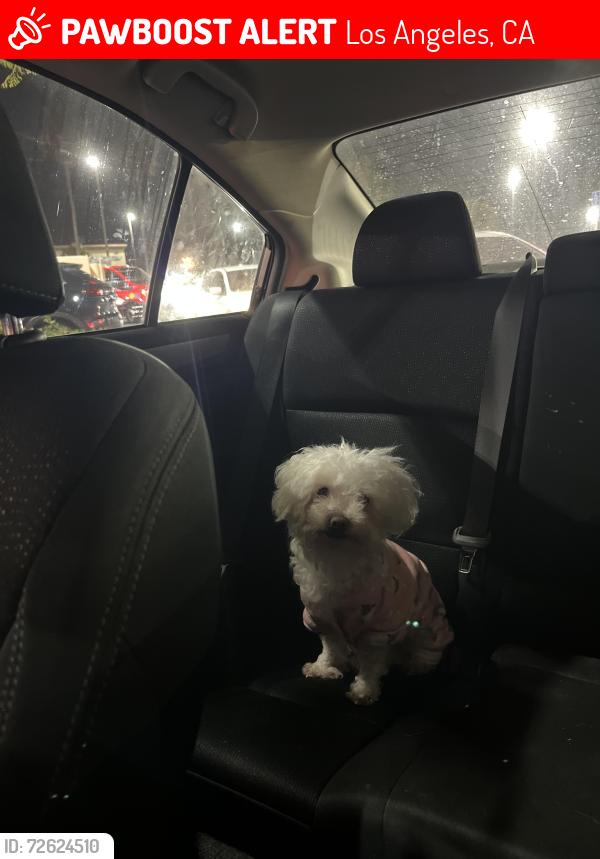 Lost Female Dog last seen San Pedro and 99th , Los Angeles, CA 90003