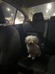 Lost Female Dog last seen San Pedro and 99th , Los Angeles, CA 90003