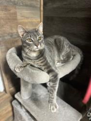 Lost Male Cat last seen Around 701 vander ave alleyway , York, PA 17403