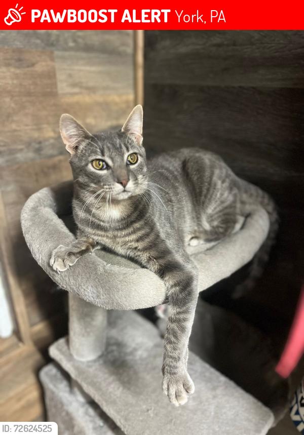 Lost Male Cat last seen Around 701 vander ave alleyway , York, PA 17403