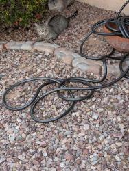 Found/Stray Unknown Cat last seen Brown Rd and Mesa Dr., Mesa, AZ 85201