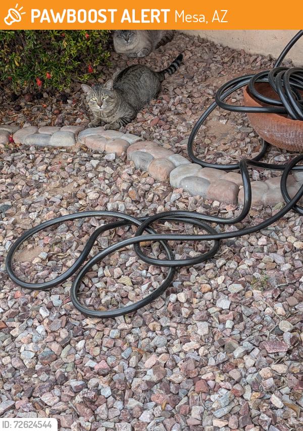 Found/Stray Unknown Cat last seen Brown Rd and Mesa Dr., Mesa, AZ 85201