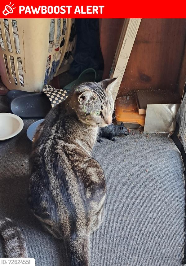 Lost Male Cat last seen Redlin st and pacific, North Fort Myers, FL 33903