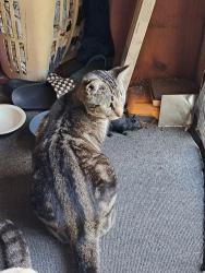 Lost Male Cat last seen Redlin st and pacific, North Fort Myers, FL 33903