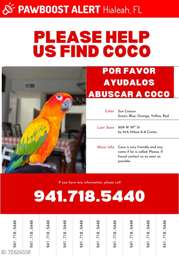 Lost Male Bird last seen M.A Milam K-8 Center , Hialeah, FL 33012