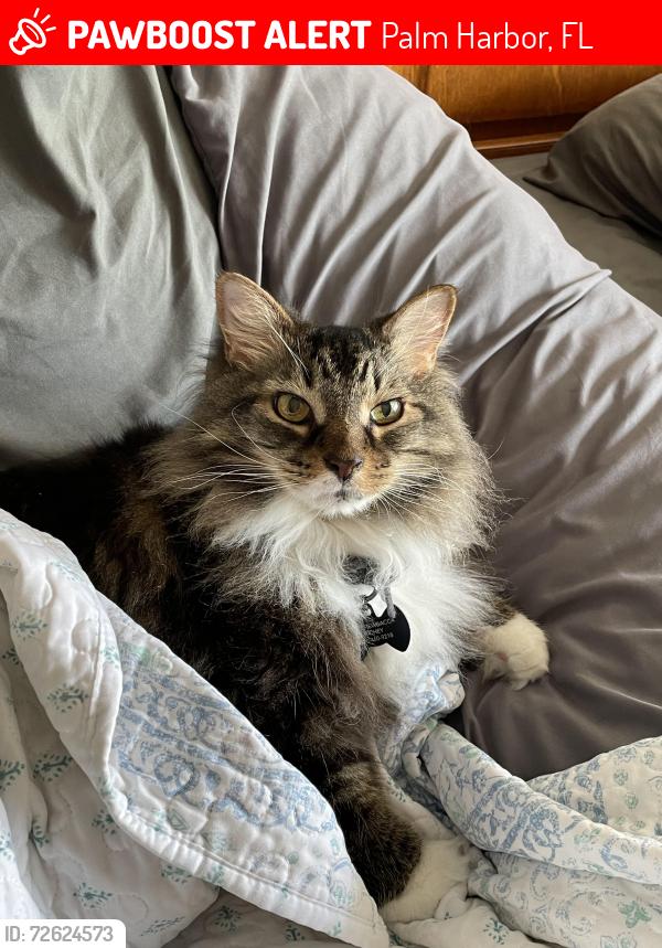 Lost Male Cat last seen Lake Tarpon Drive, Palm Harbor, FL 34684