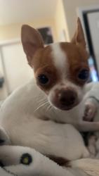 Lost Female Dog last seen Oklahoma & Main St., South Gate, CA 90280