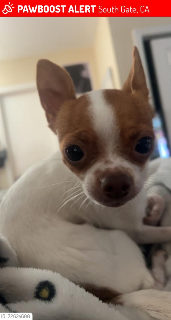 Lost Female Dog last seen Oklahoma & Main St., South Gate, CA 90280