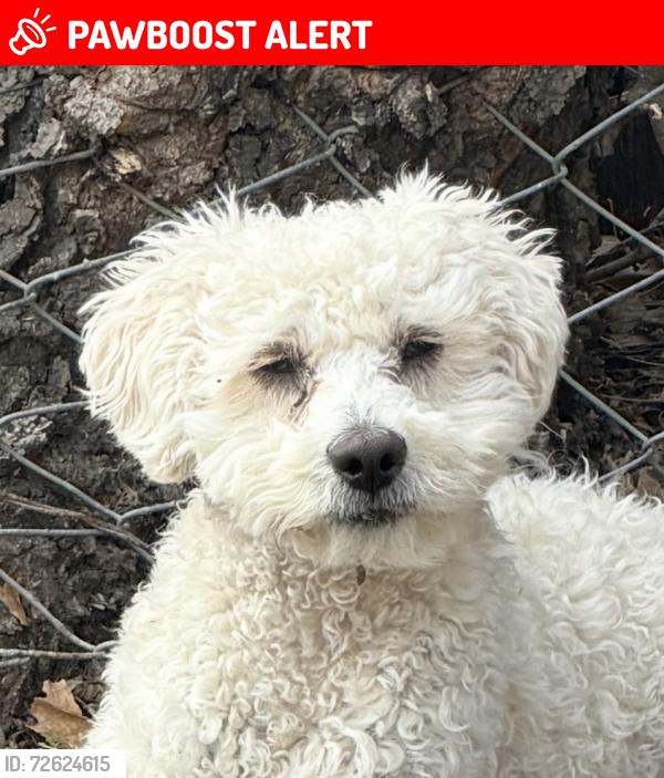 Lost Male Dog last seen Mid-Cities, North Richland Hills, TX 76182