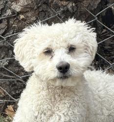 Lost Male Dog last seen Mid-Cities, North Richland Hills, TX 76182
