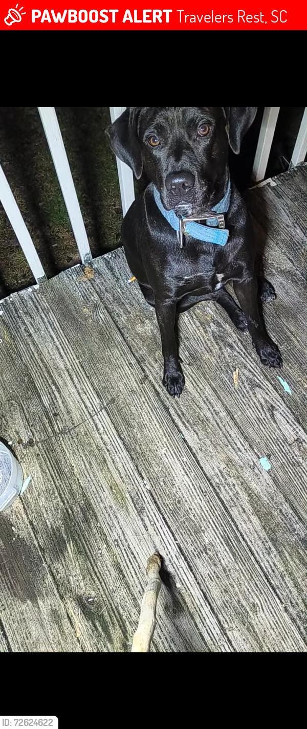 Lost Male Dog last seen Edwards Rd. , Travelers Rest, SC 29690