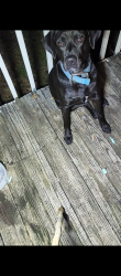 Lost Male Dog last seen Edwards Rd. , Travelers Rest, SC 29690