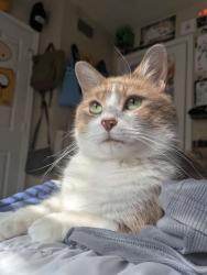 Lost Male Cat last seen Glen Park apmts , Smyrna, GA 30082