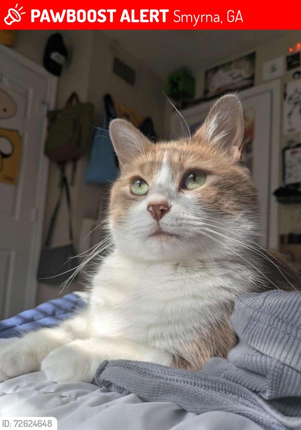 Lost Male Cat last seen Glen Park apmts , Smyrna, GA 30082