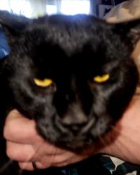 Lost Male Cat last seen 11110-Sacremento drive sw , Calgary, AB T2W 0J2