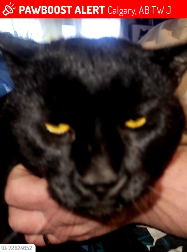 Lost Male Cat last seen 11110-Sacremento drive sw, Calgary, AB T2W 0J2