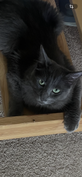 Lost Male Cat last seen Indianapolis and Grand View, Los Angeles, CA 90066