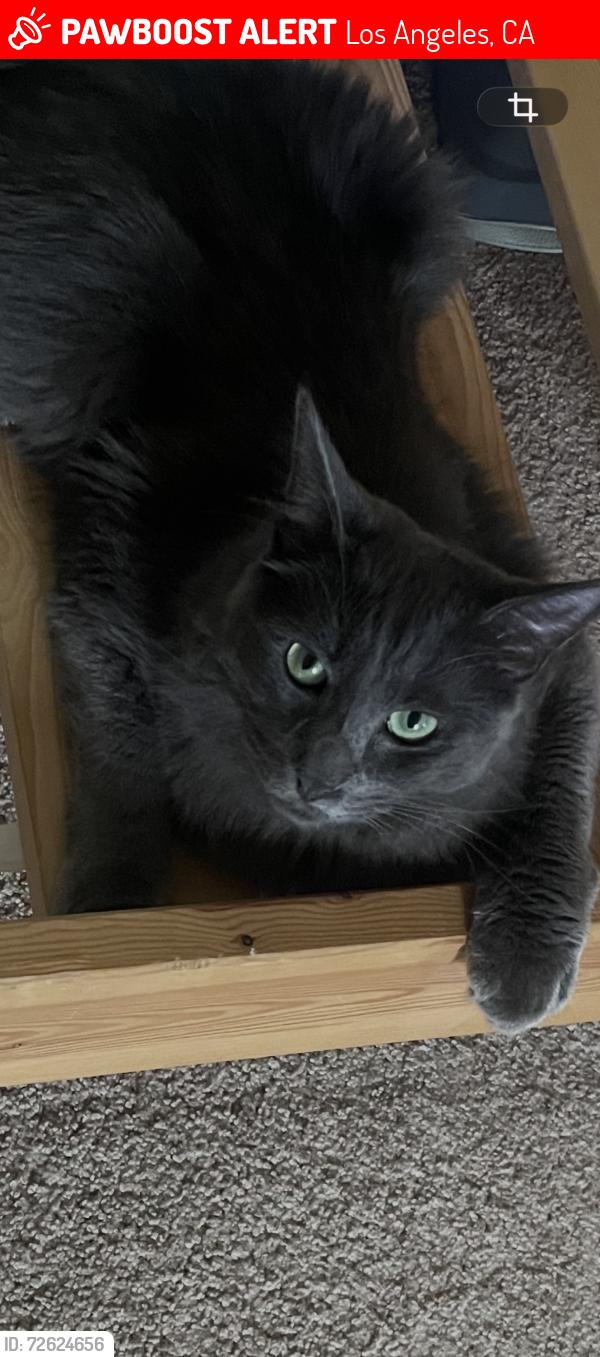 Lost Male Cat last seen Indianapolis and Grand View, Los Angeles, CA 90066