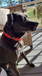 Lost Male Dog last seen Near , Wichita Falls, TX 76310
