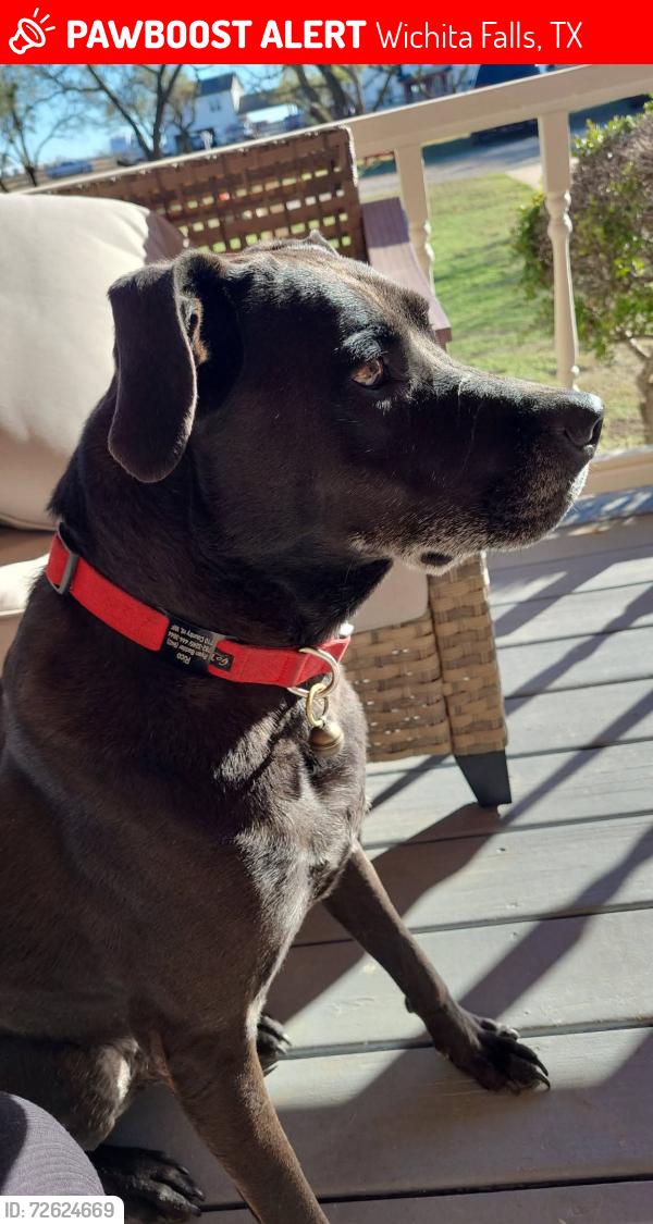 Lost Male Dog last seen Near , Wichita Falls, TX 76310