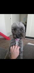 Lost Female Dog last seen Wilmont/I10, Tucson, AZ 85756