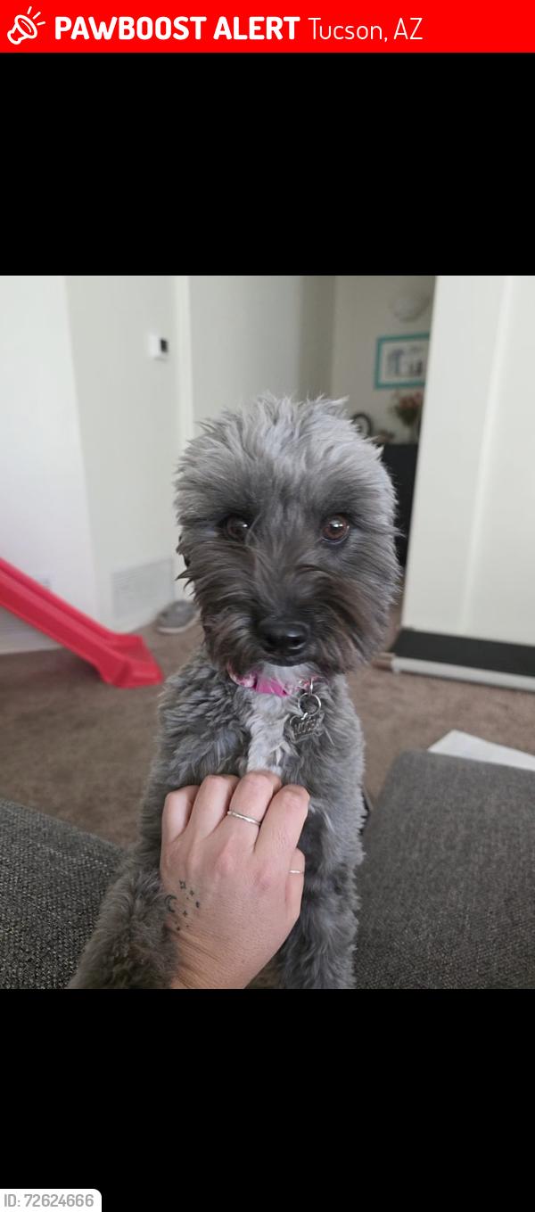 Lost Female Dog last seen Wilmont/I10, Tucson, AZ 85756