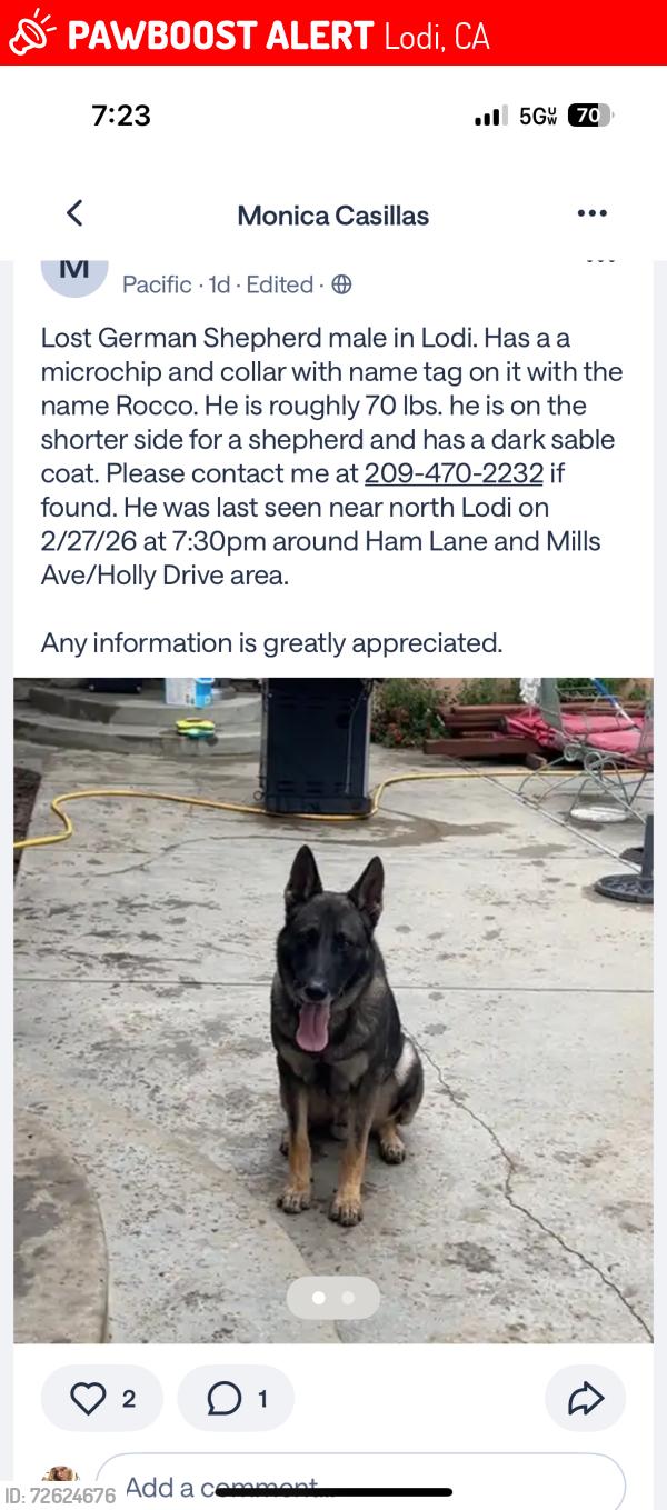 Lost Male Dog last seen Ham lane and holly drive area, Lodi, CA 95242